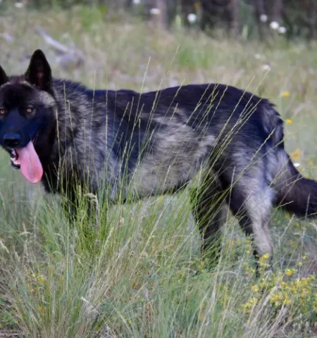 Picture How a Family Bred a Dog Breed that Resembles the Extinct Dire Wolf