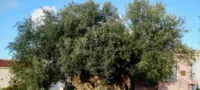 Picture Ancient Olive Tree in Crete Is Still Producing Fruit After 2,000 Years
