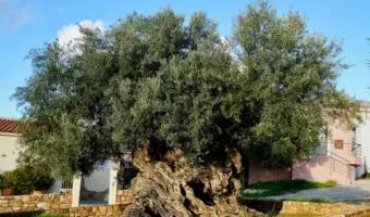 Picture Ancient Olive Tree in Crete Is Still Producing Fruit After 2,000 Years