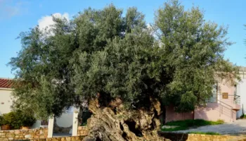 Picture Ancient Olive Tree in Crete Is Still Producing Fruit After 2,000 Years