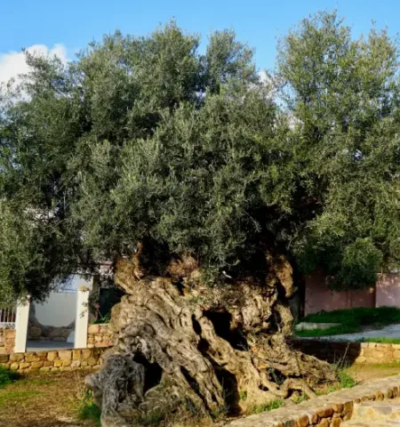 Picture Ancient Olive Tree in Crete Is Still Producing Fruit After 2,000 Years