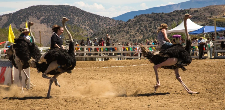 Ostrich racing in Reno, Nevada Ostrich racing