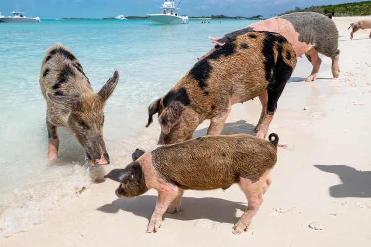 Pig Island