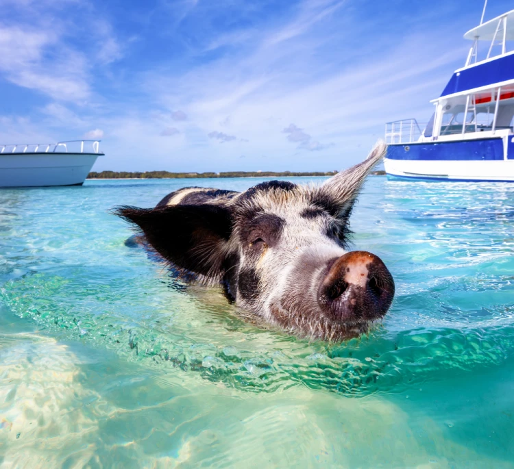 Pig swimming