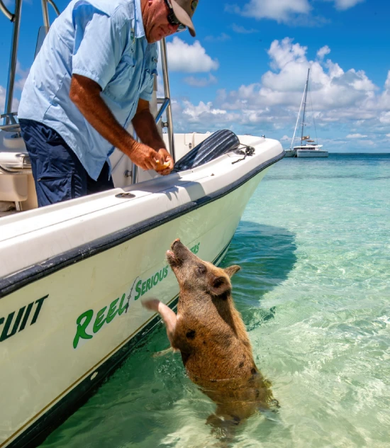 Visitor feeds a pig