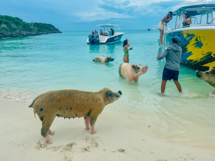 Visitors on Pig Island