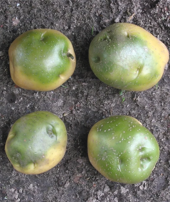 Potatoes turned green due to exposure to light. Green potatoes