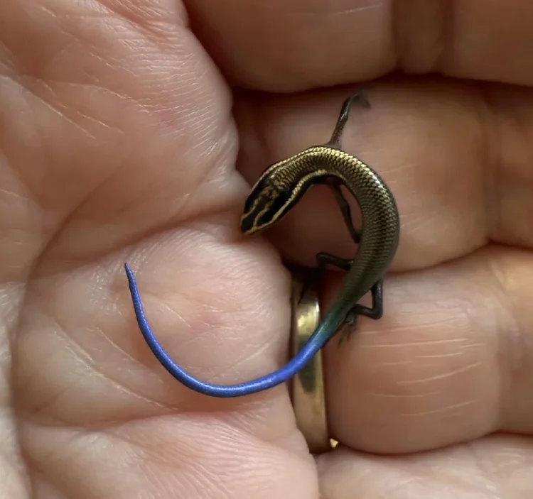 Blue-tailed skink Blue-tailed skink