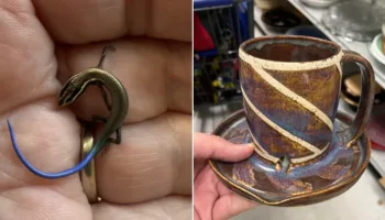 Picture 10 Strange Things People Found and Asked the Internet About