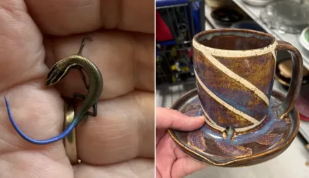 Picture 10 Strange Things People Found and Asked the Internet About