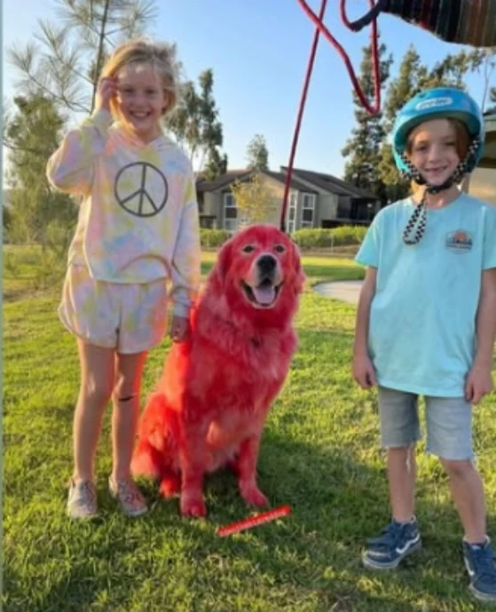 Great Pyrenees Dandy