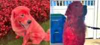 Picture Why this Woman Dyed Her Great Pyrenees Bright Red