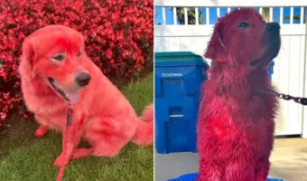 Picture Why this Woman Dyed Her Great Pyrenees Bright Red