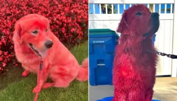 Picture Why this Woman Dyed Her Great Pyrenees Bright Red