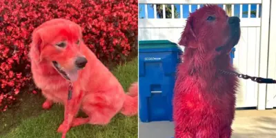 Picture Why this Woman Dyed Her Great Pyrenees Bright Red
