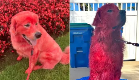 Picture Why this Woman Dyed Her Great Pyrenees Bright Red