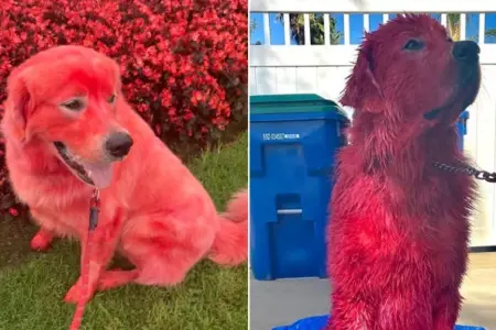 Picture Why this Woman Dyed Her Great Pyrenees Bright Red