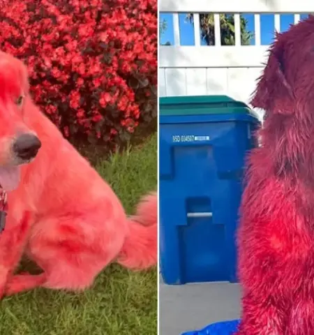 Picture Why this Woman Dyed Her Great Pyrenees Bright Red