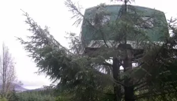 Picture This Bizarre Airbnb Has a 1960s Caravan Sitting 13 Feet Up a Tree