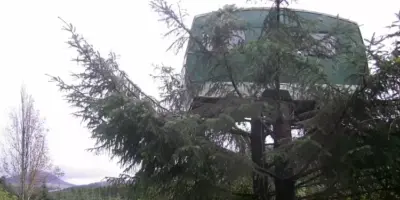 Picture This Bizarre Airbnb Has a 1960s Caravan Sitting 13 Feet Up a Tree
