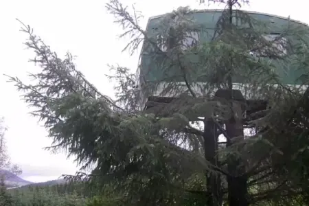 Picture This Bizarre Airbnb Has a 1960s Caravan Sitting 13 Feet Up a Tree