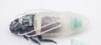 Picture Scientists Develop a 3D-Printed Diving Suit that Lets Cyborg Cockroaches Breathe Underwater