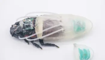 Picture Scientists Develop a 3D-Printed Diving Suit that Lets Cyborg Cockroaches Breathe Underwater