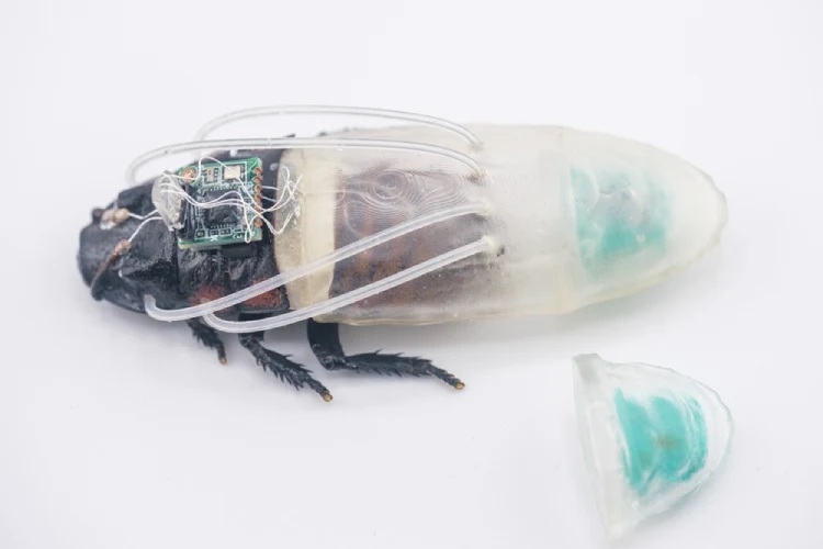 Cyborg cockroaches