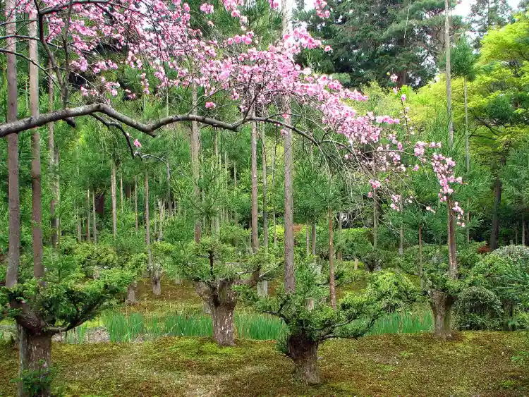 Daisugi 