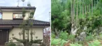Picture The Japanese Forestry Technique that Produces Timber Without Cutting Down the Whole Tree