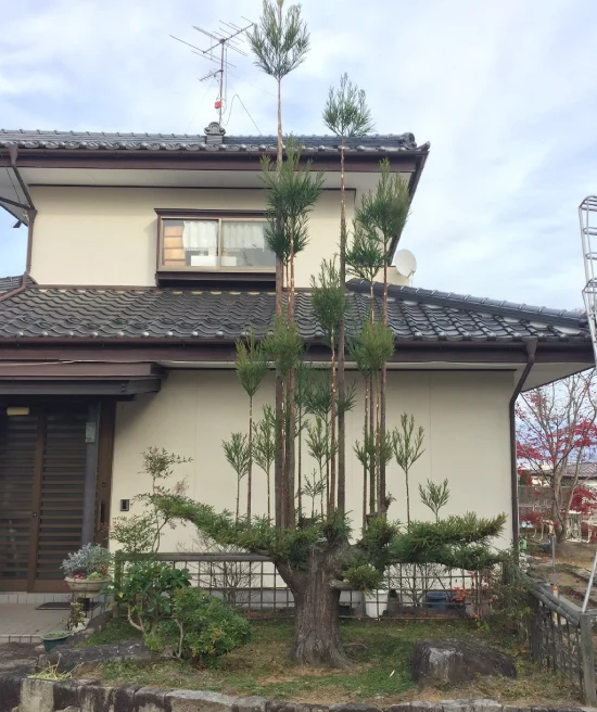 Daisugi