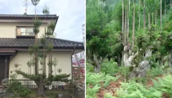Picture The Japanese Forestry Technique that Produces Timber Without Cutting Down the Whole Tree