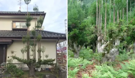 Picture The Japanese Forestry Technique that Produces Timber Without Cutting Down the Whole Tree