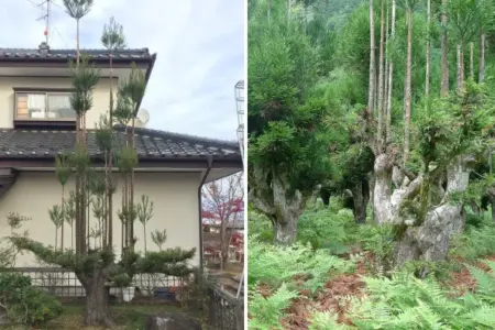 Picture The Japanese Forestry Technique that Produces Timber Without Cutting Down the Whole Tree