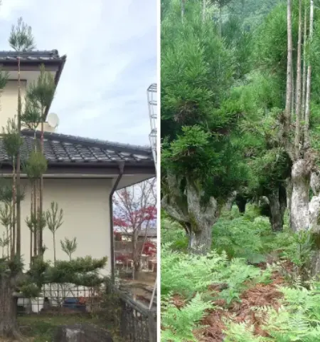Picture The Japanese Forestry Technique that Produces Timber Without Cutting Down the Whole Tree