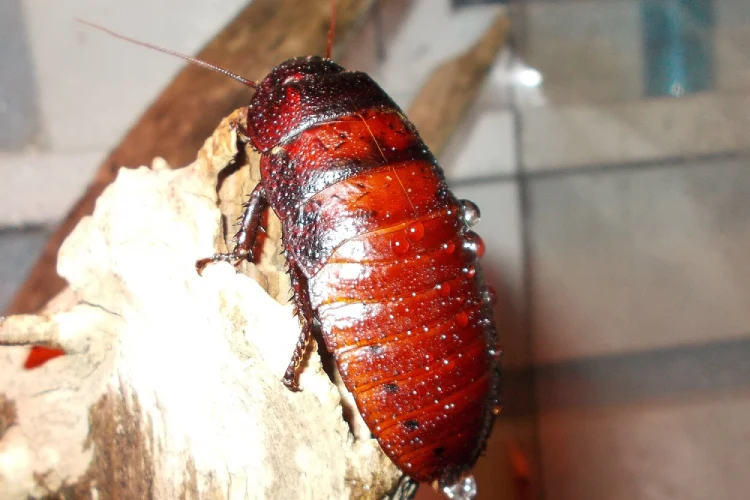 A Madagascar hissing cockroach