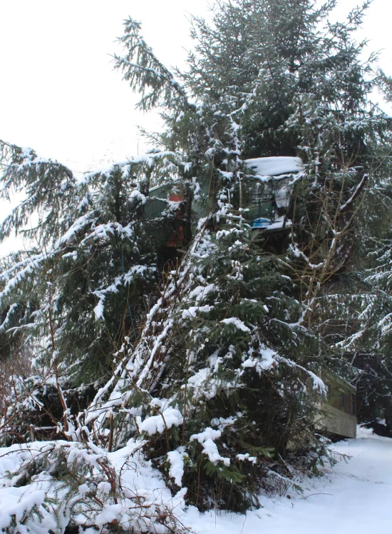 Treetop Airbnb