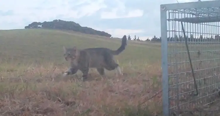 Feral Cat Nine Lives Feral Cat Nine Lives