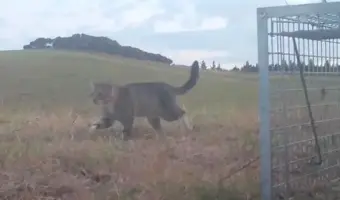 Picture The Cat Linked to the Loss of Dozens of Rare New Zealand Ducks Is Caught After Three Years