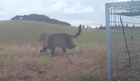 Picture The Cat Linked to the Loss of Dozens of Rare New Zealand Ducks Is Caught After Three Years