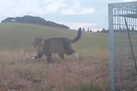 Picture The Cat Linked to the Loss of Dozens of Rare New Zealand Ducks Is Caught After Three Years