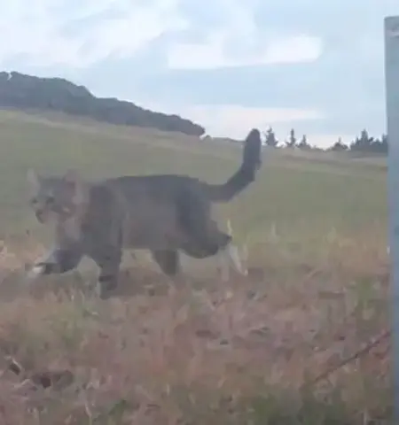 Picture The Cat Linked to the Loss of Dozens of Rare New Zealand Ducks Is Caught After Three Years