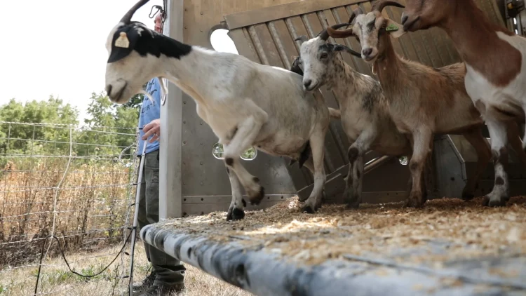 Goats on the Go Goats on the Go