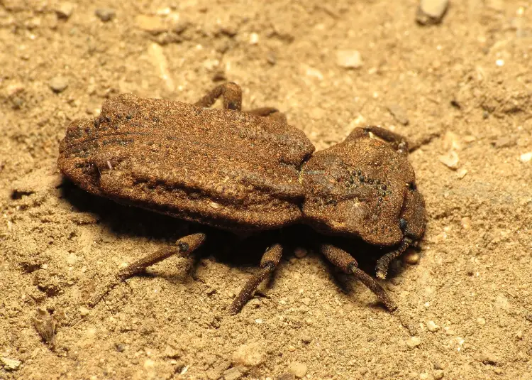 Ironclad beetle Ironclad beetle