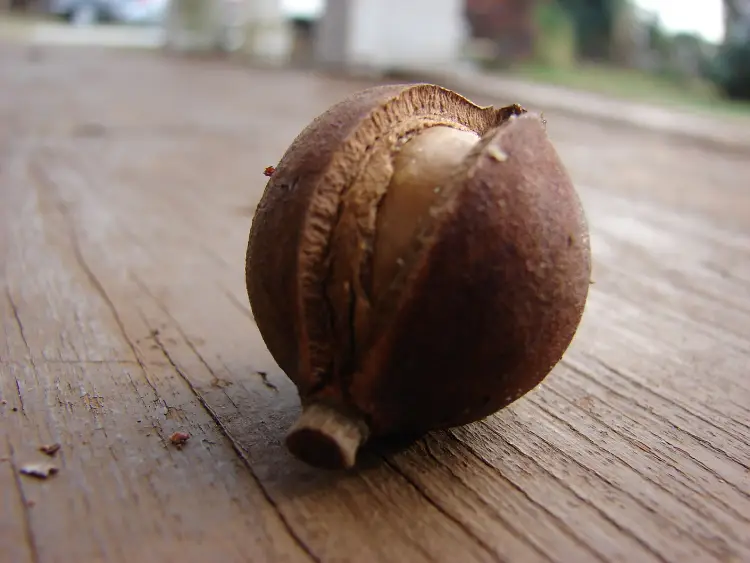 Macadamia shells Macadamia shells