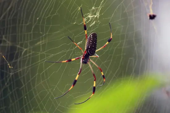 Spider silk Spider silk