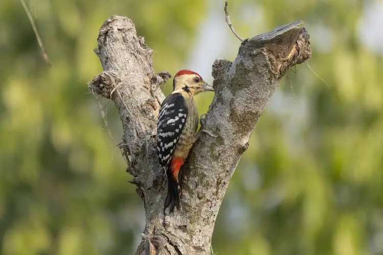 Woodpecker