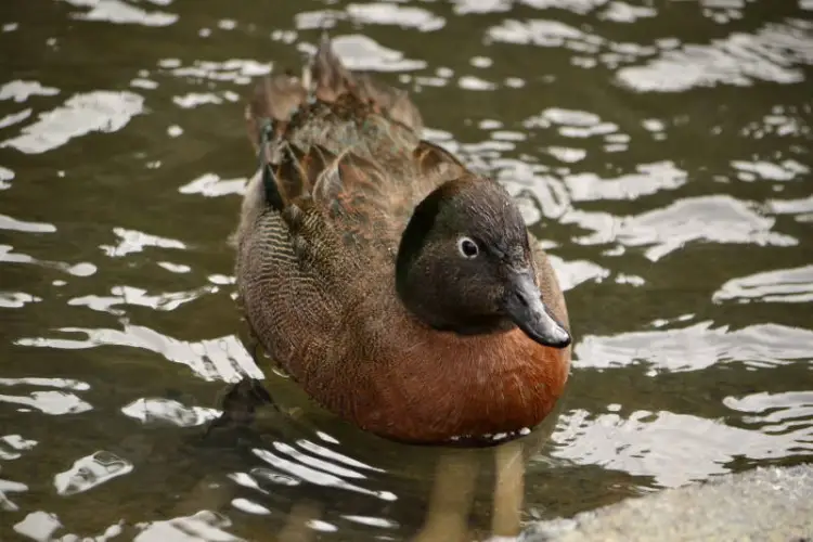 A pÄteke Brown Teal