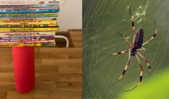 Picture 10 Things That Are Stronger Than They Look