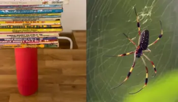 Picture 10 Things That Are Stronger Than They Look